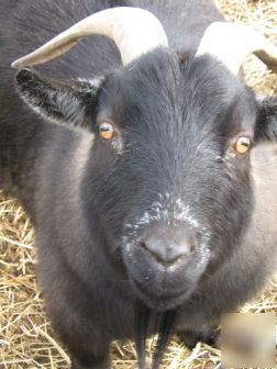 Lqqk ...... fpt transformer 150 kva no res ...... lqqk 